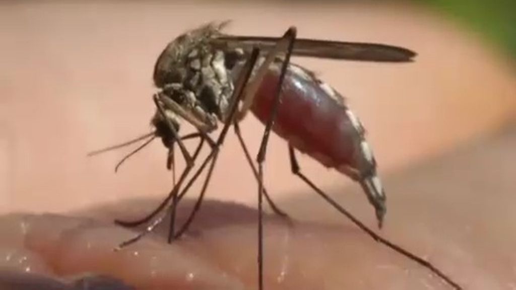 Los Juegos Olímpicos de Rio, amenazados por el virus zika