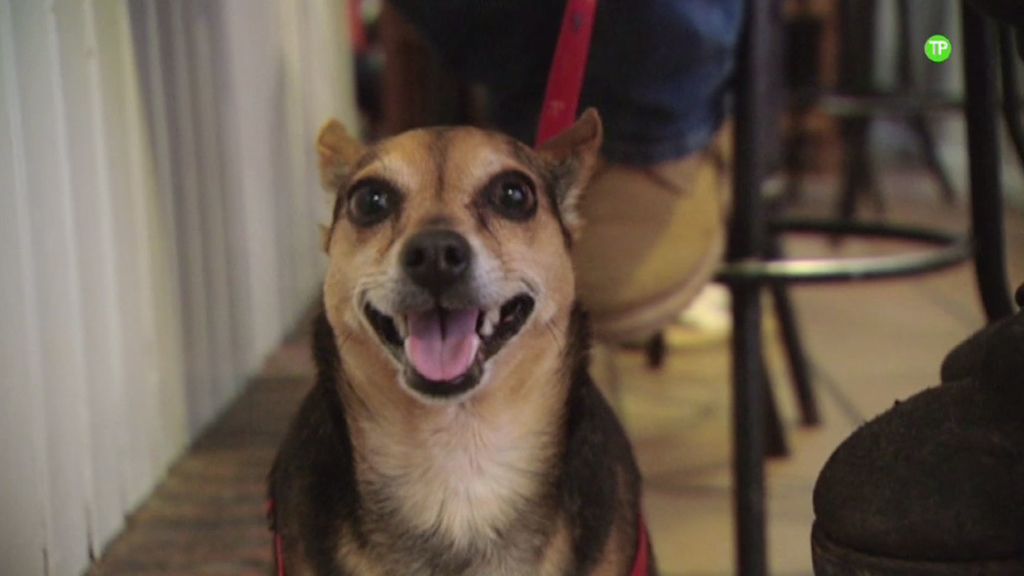 ‘Amores perros’, el programa que busca la media naranja de tus canes