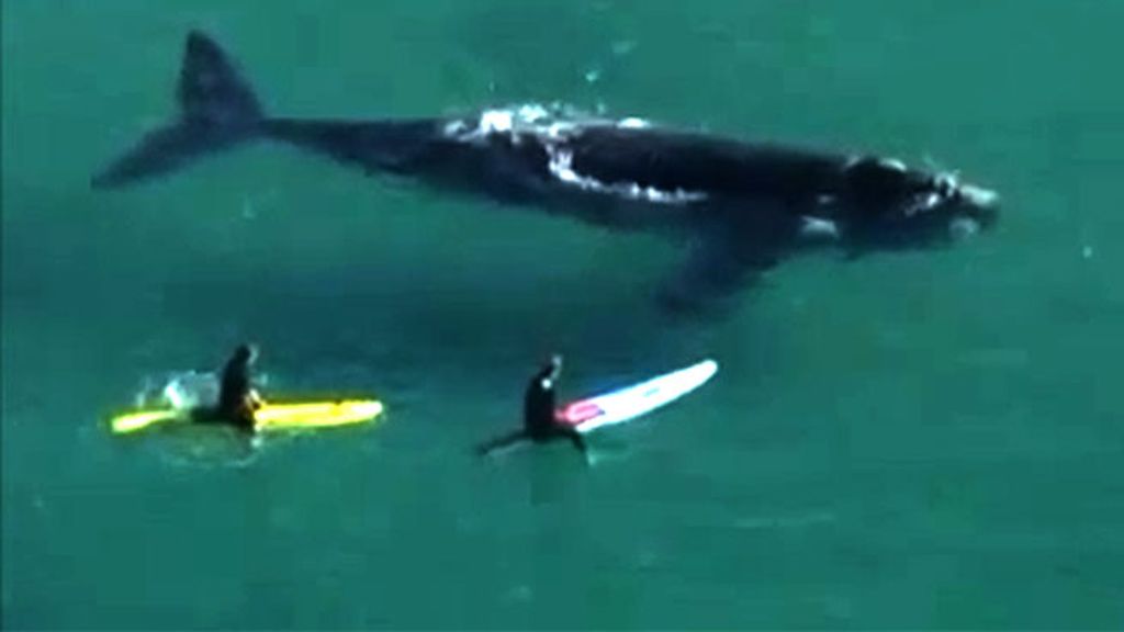 Espectáculo en el mar: El encuentro de un grupo de surfistas con una gigantesca ballena