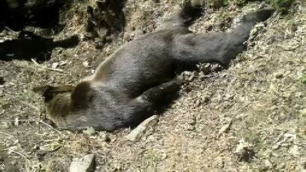 Estas son las teorías que se barajan en la investigación sobre el oso abatido en Asturias