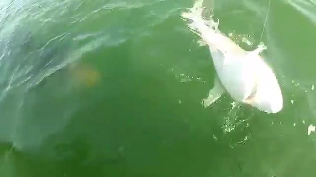 Un mero se come de un bocado a un tiburón