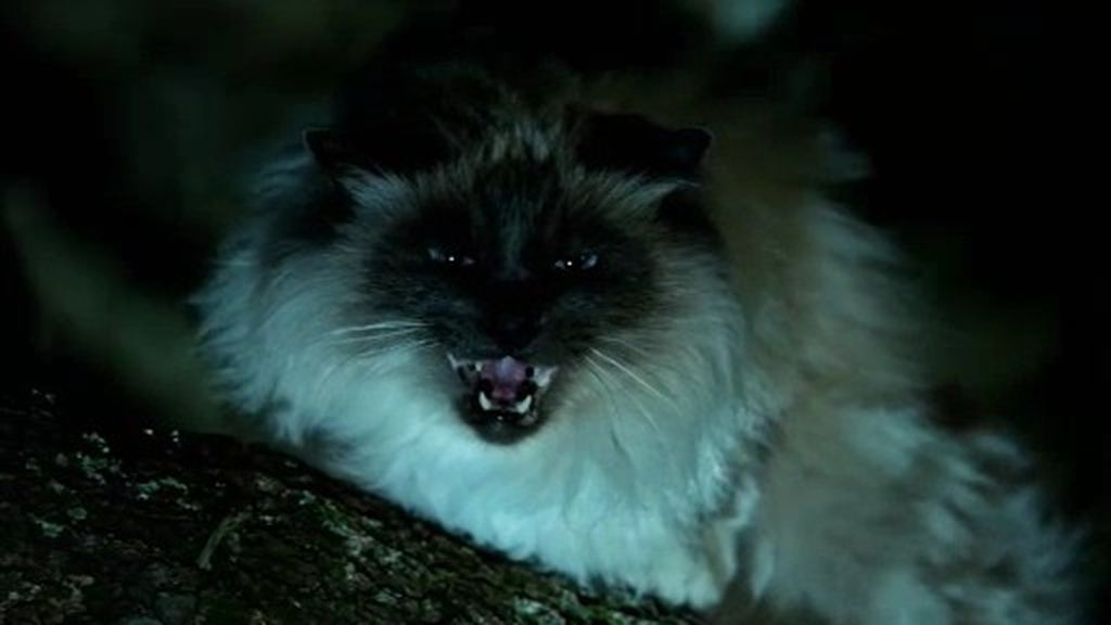 El extraño comportamiento de los gatos en Los Ángeles