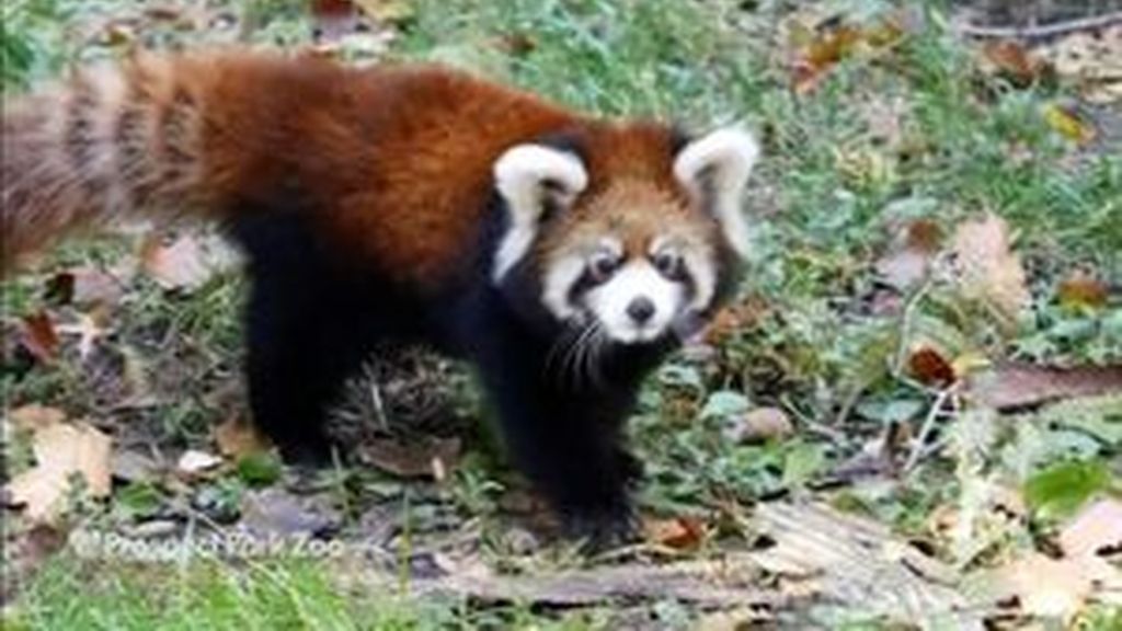 Dos crías de panda rojo conquistan el Zoo de Brooklyn