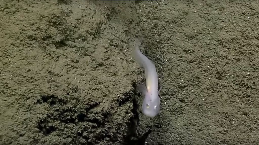 Primeras imágenes del 'pez fantasma' de la fosa de las Marianas