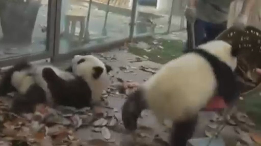 Dos pandas muy rebeldes traen de cabeza a una limpiadora