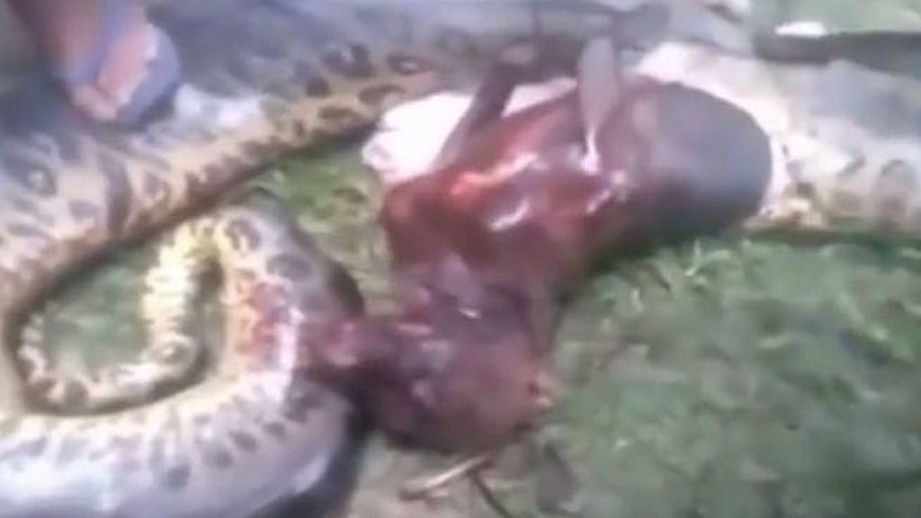 Abren el estómago de una anaconda y encuentran el cuerpo de un pitbull