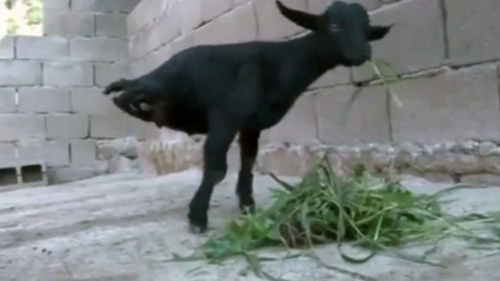 Una cabra con solo dos patas, reina del rebaño por su instinto de supervivencia