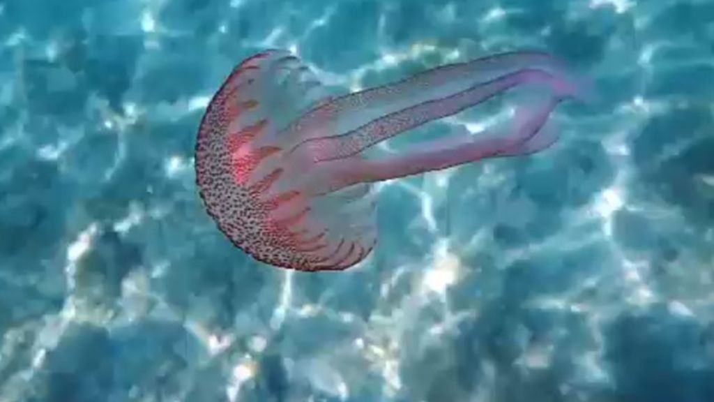 "Quema la piel", así es la picadura de la medusa que invadirá el litoral catalán