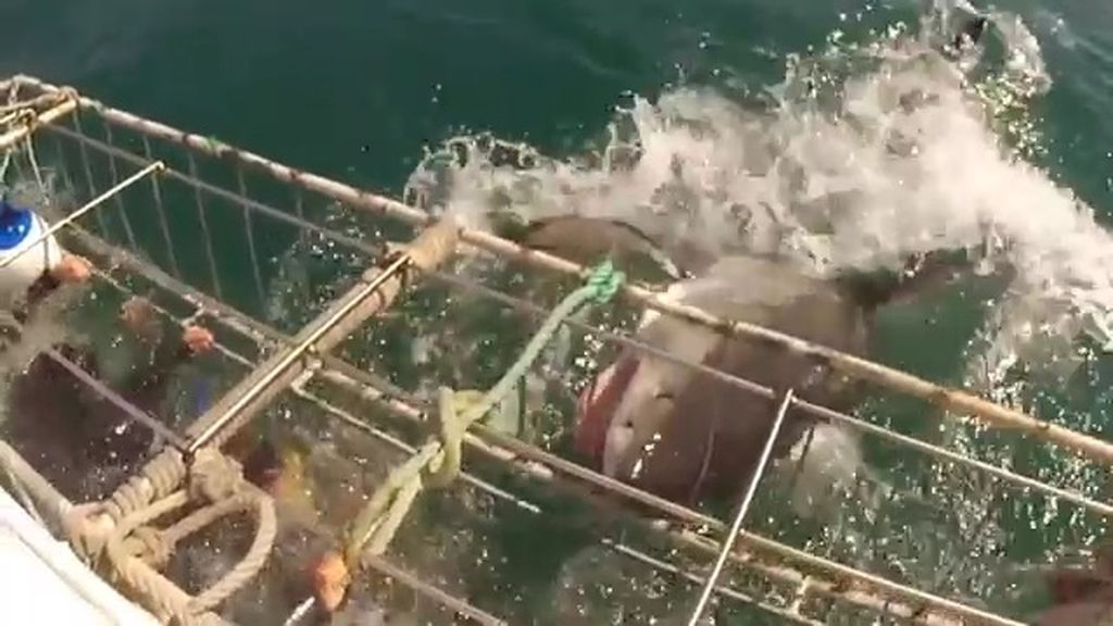 Un tiburón blanco impacta contra una jaula en Sudáfrica