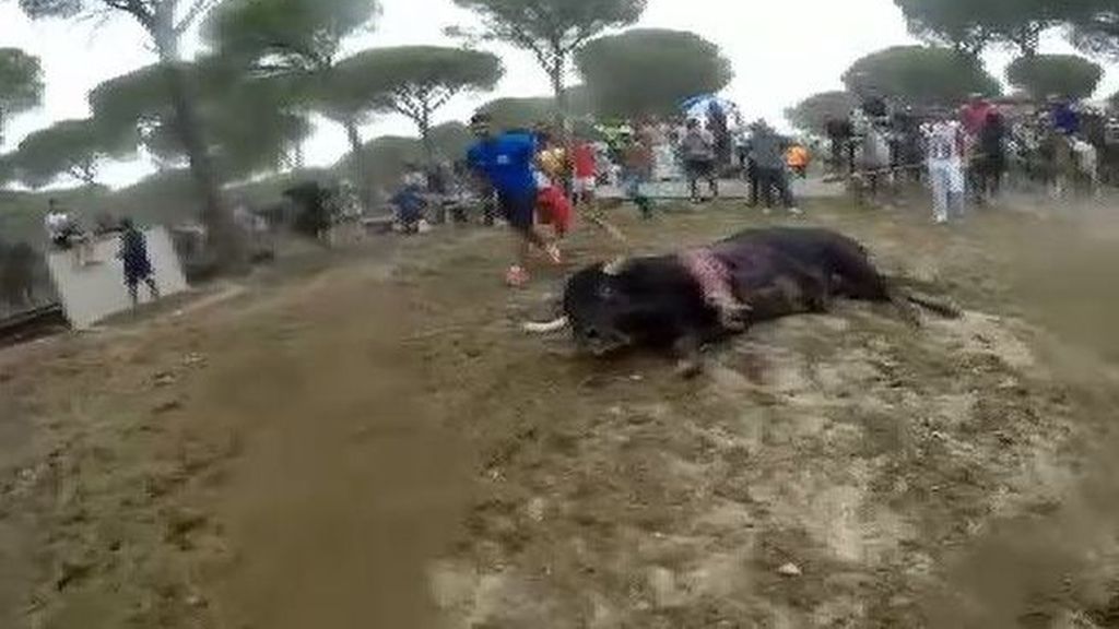 Vive el toro de la Vega, muere la fiesta