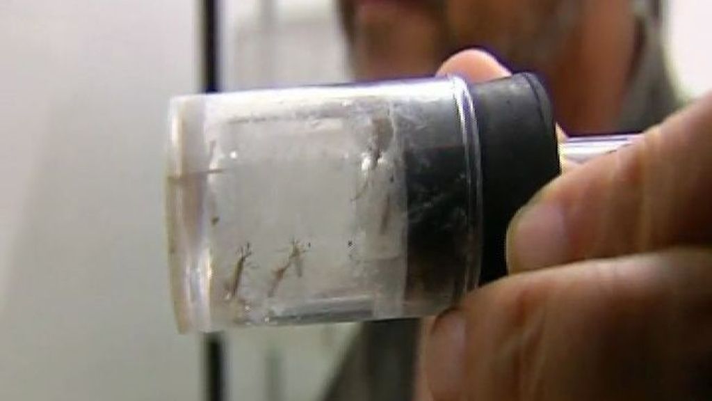 El primer contagiado en España de chikungunya pone en alerta a Sanidad