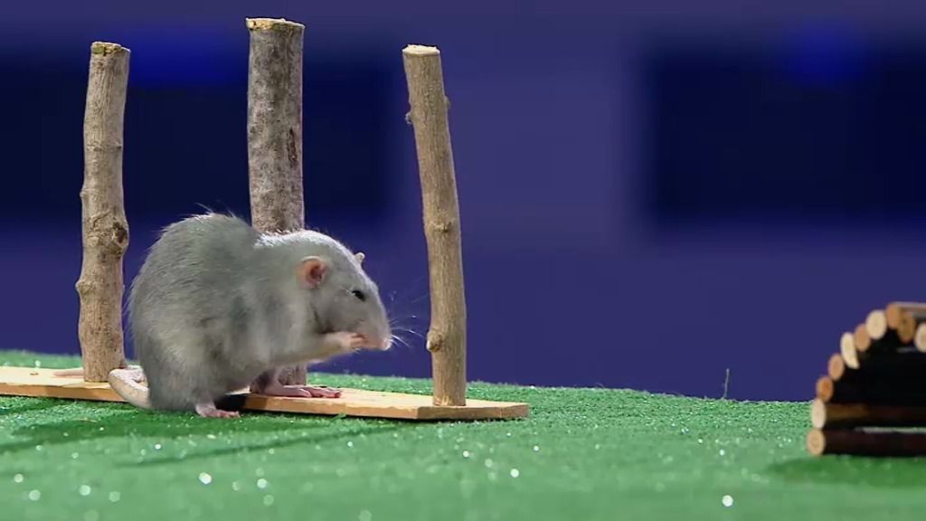 Santi Serra le da una ‘coz’ a Remi, una de las pocas ratas azules que existen