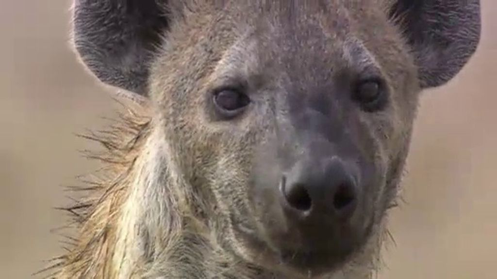 Archivo de fauna desconocida: Las leyendas y brujerías en torno a la hiena