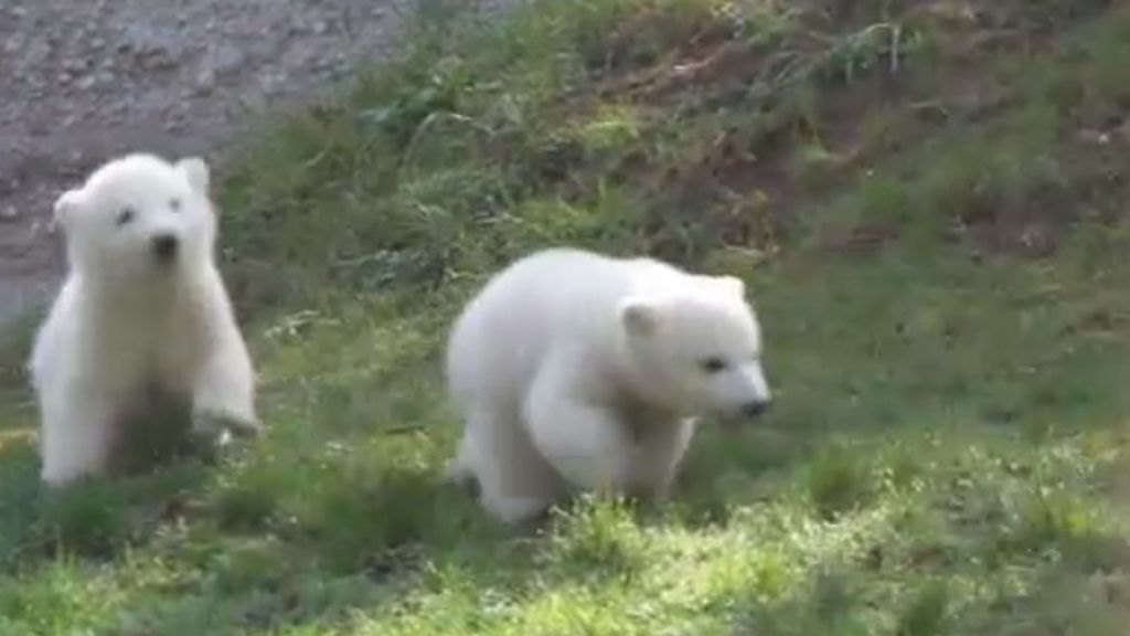 Bautizo de dos osos polares en el zoo de Munich
