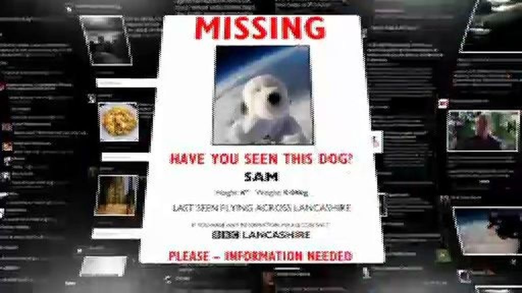 #HoyEnLaRed: nos sumamos a la búsqueda desesperada del perrito Sam