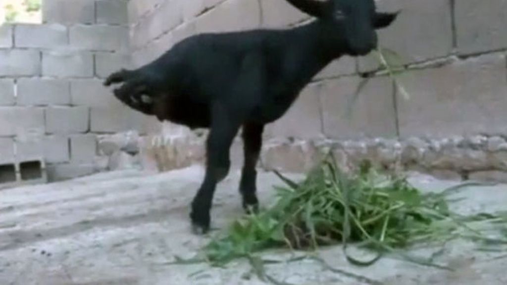 Una cabra con solo dos patas, reina del rebaño por su instinto de supervivencia