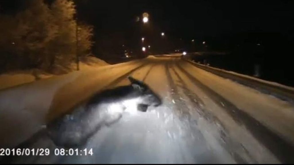 Impresionante accidente causado por un alce en una carretera noruega