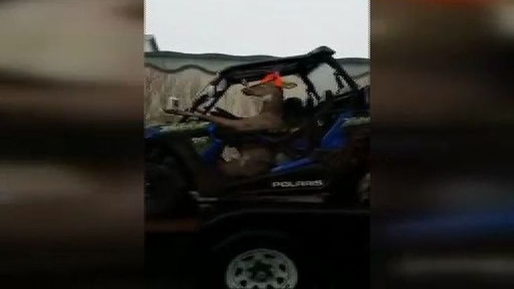 El vídeo de un ciervo conduciendo que se ha vuelto viral