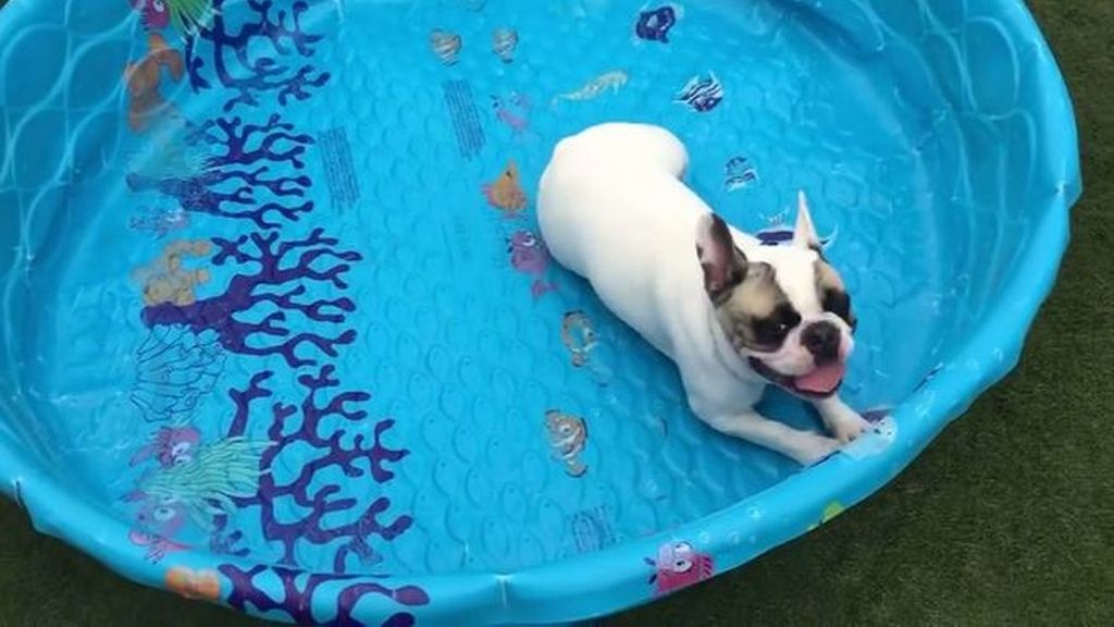 Este perro no necesita agua para nadar en su piscina