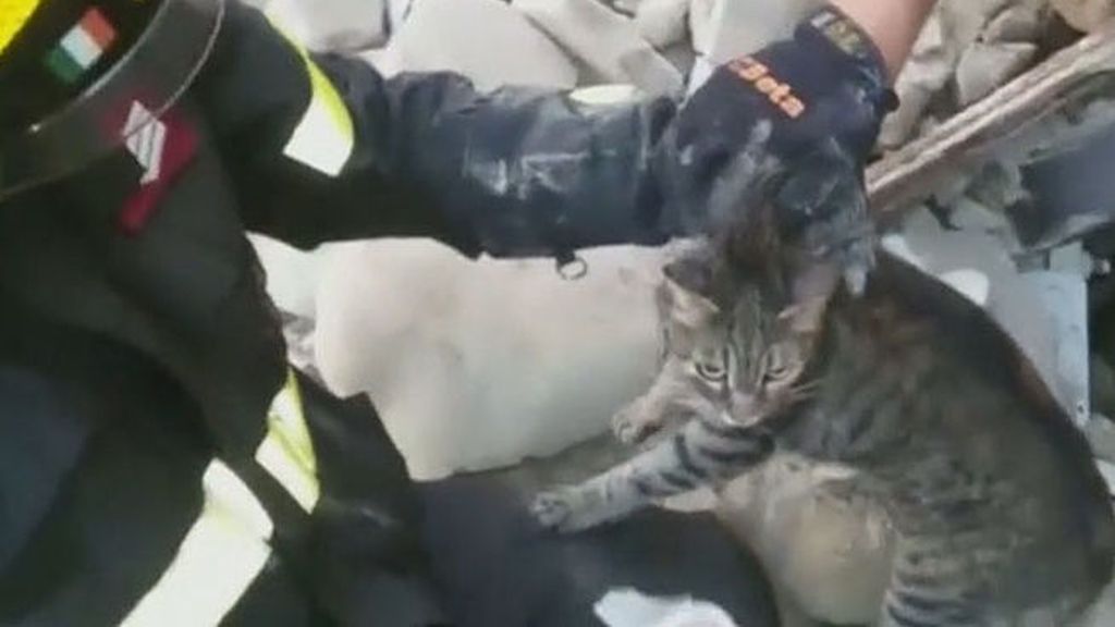 Un gato sobrevive dieciséis días tras el terremoto de Italia