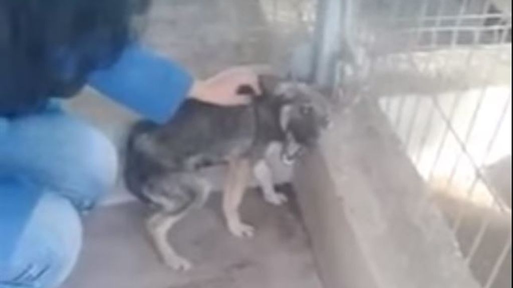 La primera caricia de un perro tras ser maltratado durante años