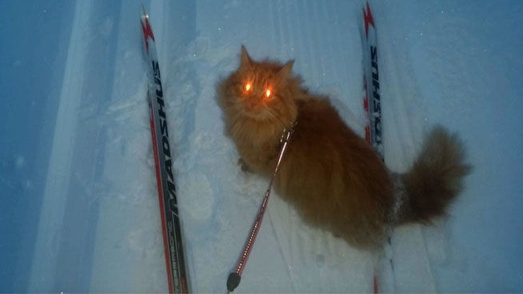 Jesper, el gato esquiador que ama la nieve