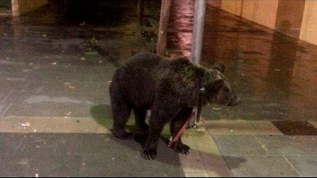 Investigan a un domador en Cárcer (Valencia) por maltratar a un oso