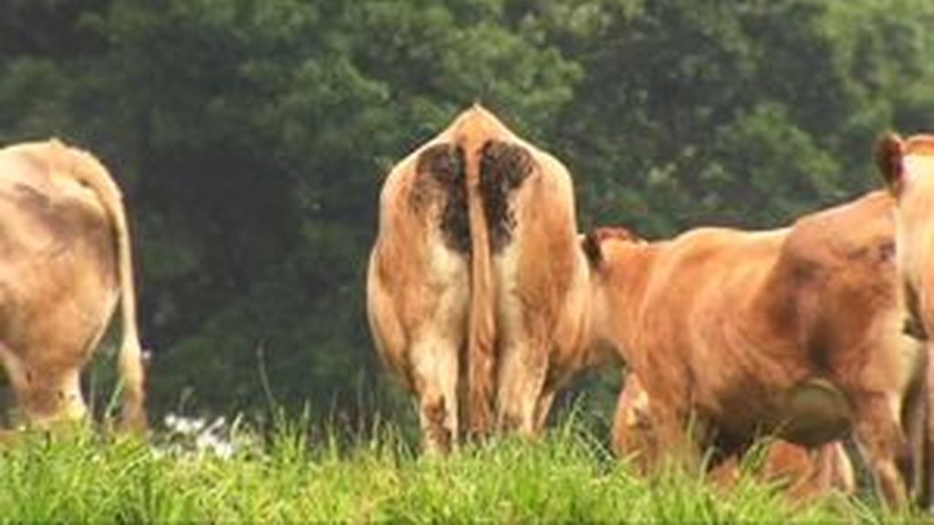 Las vacas: un peligro para la capa de ozono