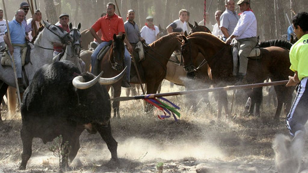 Los vecinos de Tordesillas, indignados..."Si el toro no muere no hay fiesta"