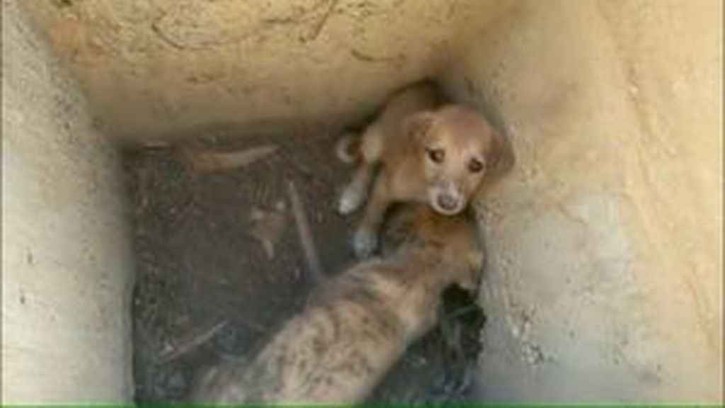 Rescatados tres cachorros de una alcantarilla