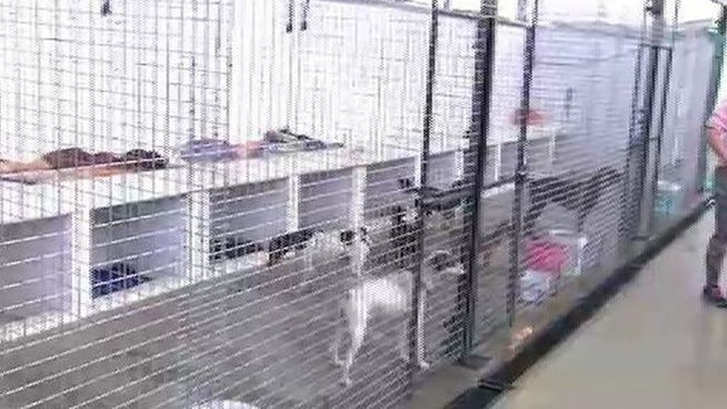 Torturan hasta la muerte y envenenan a varios perros en el asalto a un refugio en Sevilla