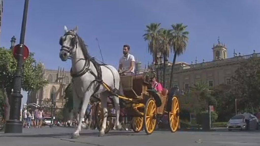 PACMA pide prohibir los coches de caballos de Sevilla