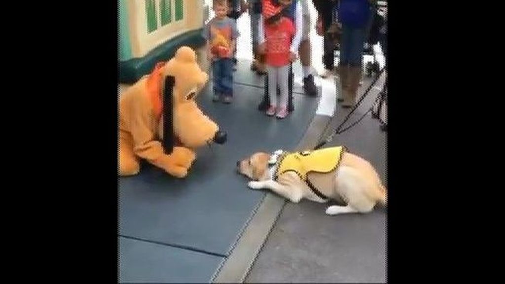 El curioso encuentro entre un perro y Pluto en Disneyland que asombra a la Red