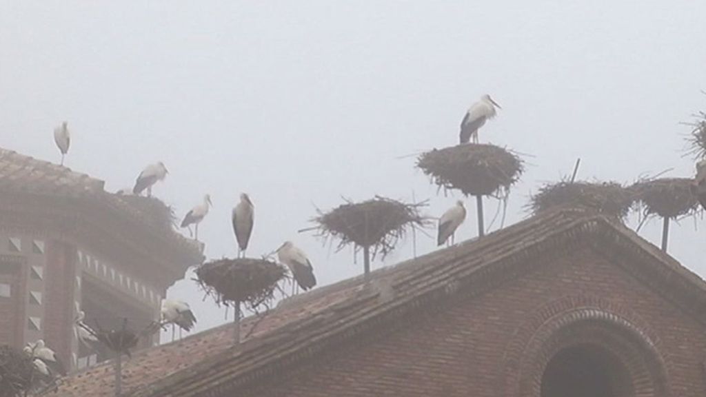 Los tejados más poblados de cigüeñas del mundo