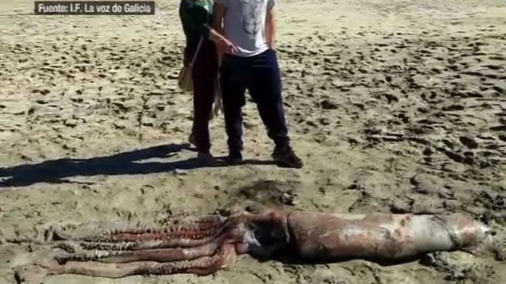 Encuentran muerta a una cría de calamar gigante en una playa de La Coruña