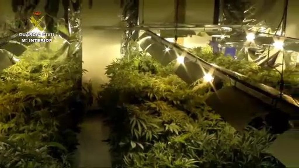 Encuentran una plantación de marihuana en un vecindario de Vinaroz