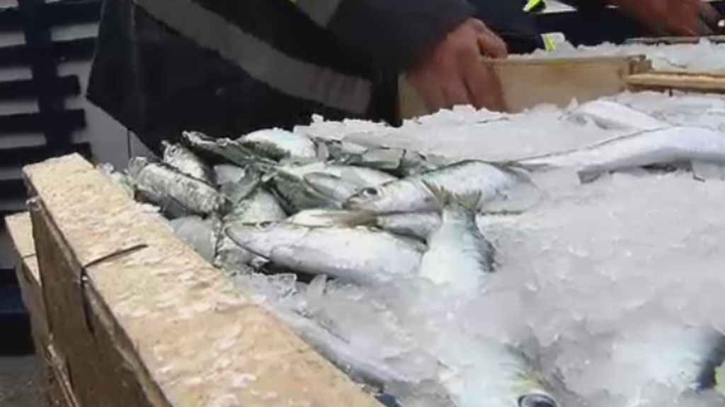 Cada vez hay menos sardinas en nuestras aguas