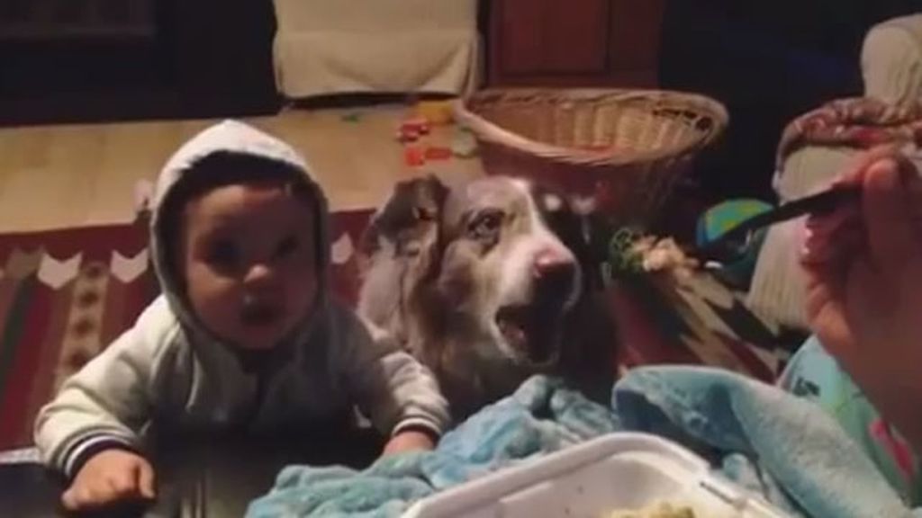 El perro aprende a decir ‘mamá’ antes que el bebé