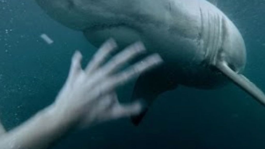El pánico de un bañista al encontrarse frente a frente con un tiburón