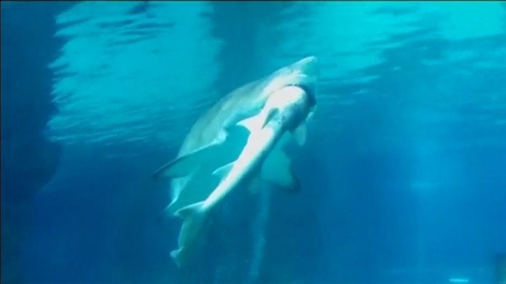 Un tiburón engulle a otro en un acuario de Seúl