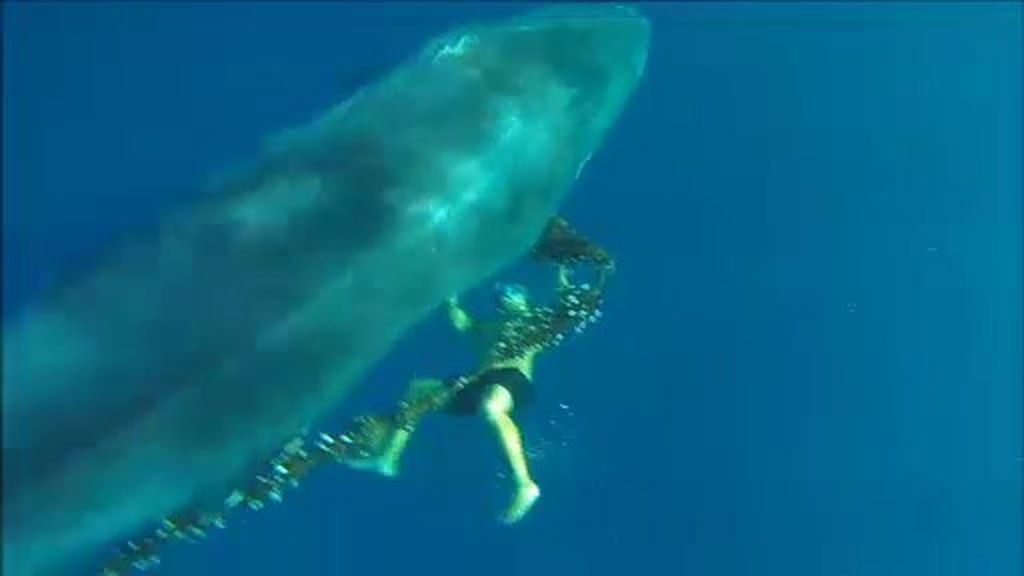 Un joven rescata a una ballena atrapada en Fuerteventura