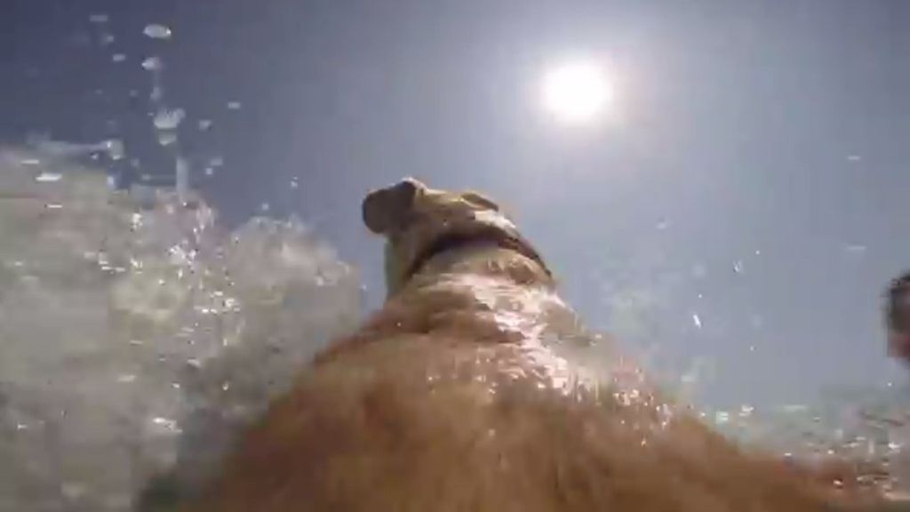 ¡Al agua, Walter! El perro emocionado con saltar al mar