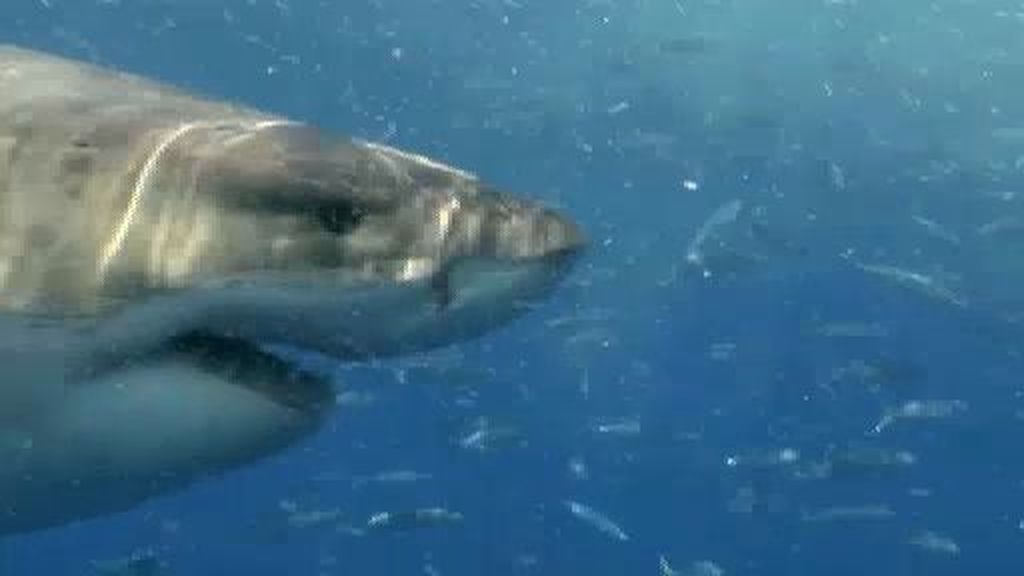 Tiburones en España: su presencia en nuestras costas, un tema tabú