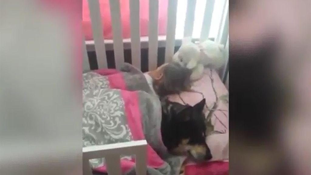 El perro que vela el sueño de un bebé se convierte en viral en las redes sociales