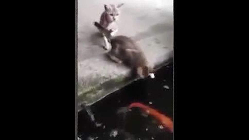 El inesperado ataque de un pez a un gato