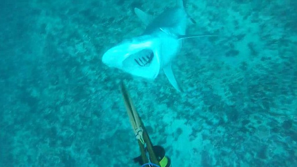 Un mordisco de tiburón en primera persona, el espeluznante vídeo que aterra a la Red
