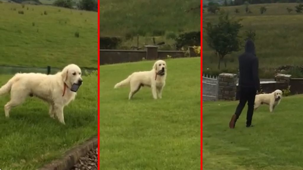 Un gracioso perro irlandés salva de la adicción al móvil a su furioso dueño