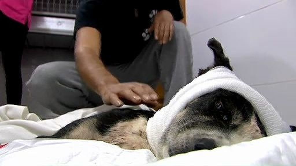 Hallan a un perro con un golpe en la cabeza y envuelto en una bolsa de plástico