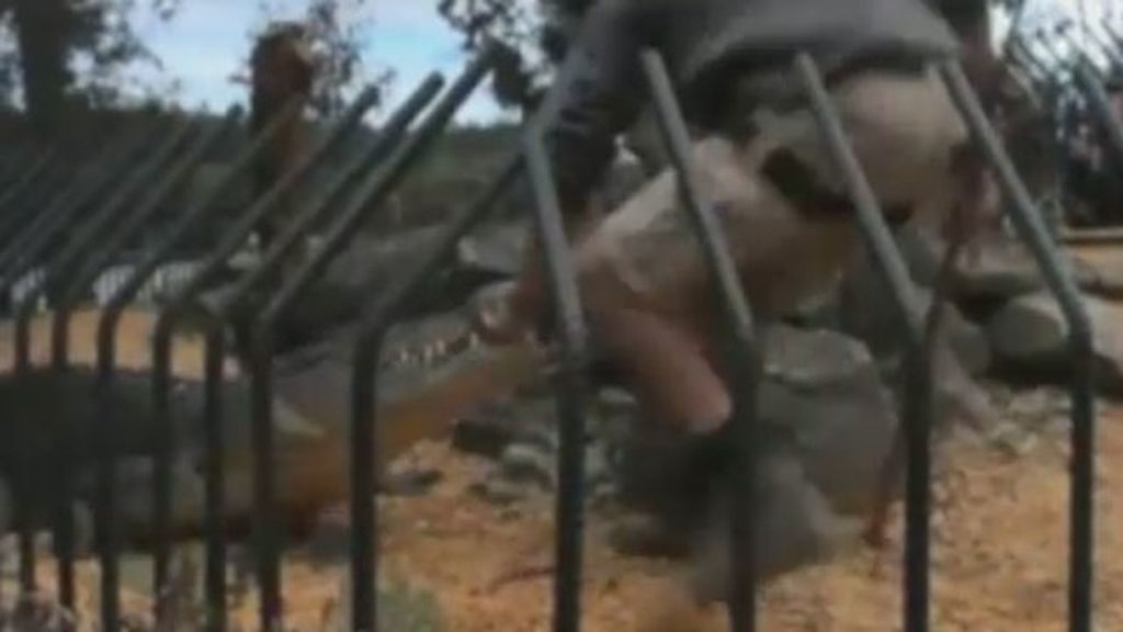Un cocodrilo ataca a su cuidador ante cientos de personas en un zoo de Australia