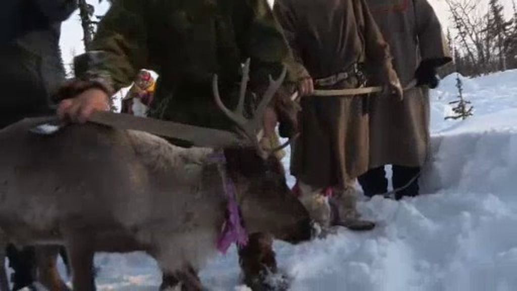 Jesús Calleja asiste al sacrificio de un reno por parte de los Nenets